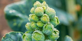 Alimentos para desintoxicar